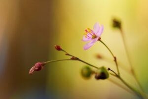 高麗人参サプリの効果についての口コミはどうなっている？