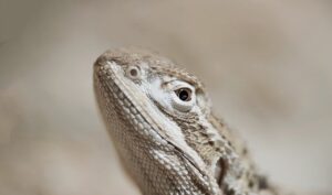 エラスチンサプリの効果と口コミはどのようなものがあるのか？