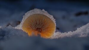 ビフィズス菌サプリの効果と口コミは本当に信頼できるのか？