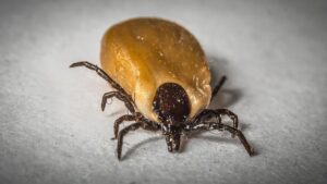 認知症患者が抗うつ薬を飲み合わせる際のリスクとは？
