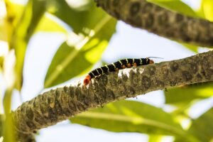 EPA DHA サプリのrTGとTG形式の違いは何ですか？